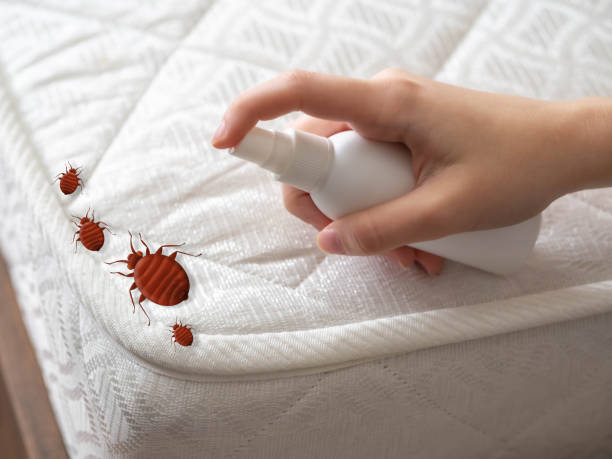 Best Local Pest Control Services  in Holly Lake Ranch, TX